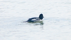 P2400781：ホオジロガモ（メス）