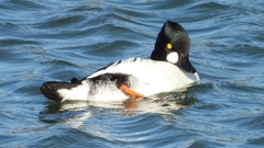 DSCN5613：ホオジロガモ（オス）