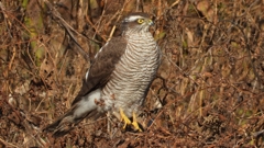 DSCN5530：ハイタカ