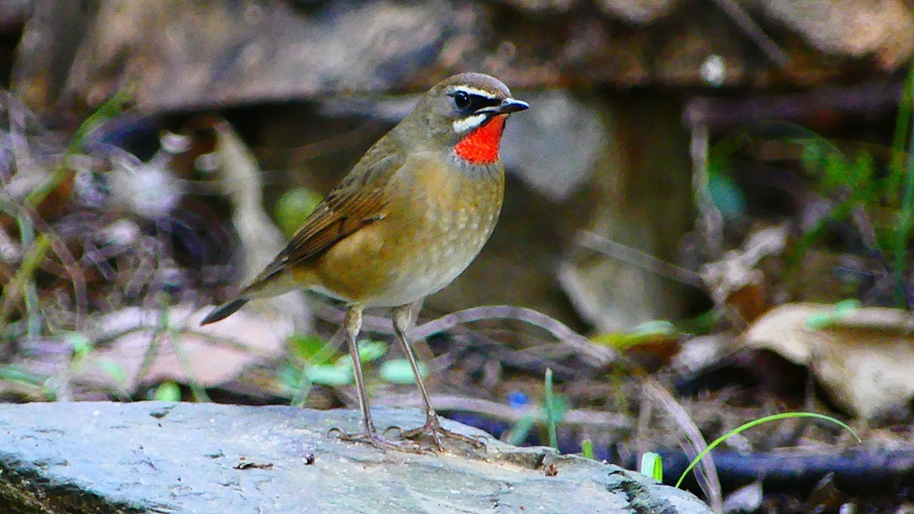 P2310233：ノゴマ（オス