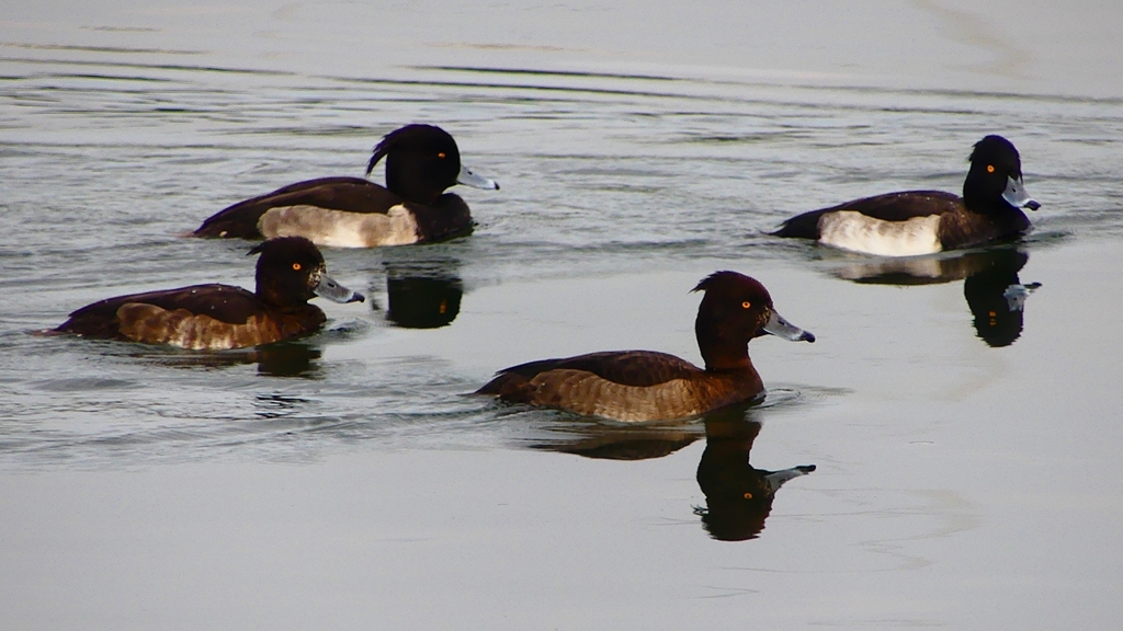 P2350446：キンクロハジロ
