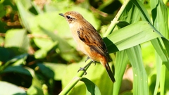 P2300361：ノビタキ