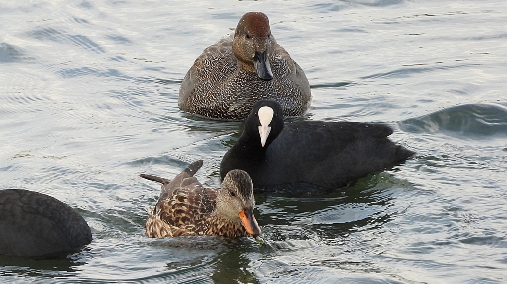DSCN0625：オカヨシガモ、オオバン