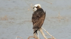 DSCN7355：ミサゴ