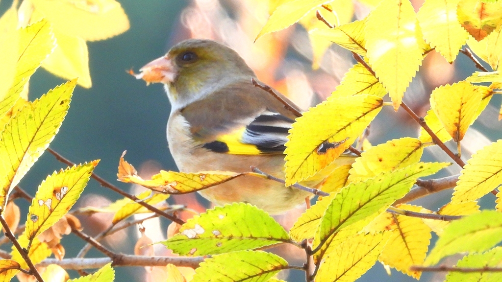 DSCN6277：カワラヒワ