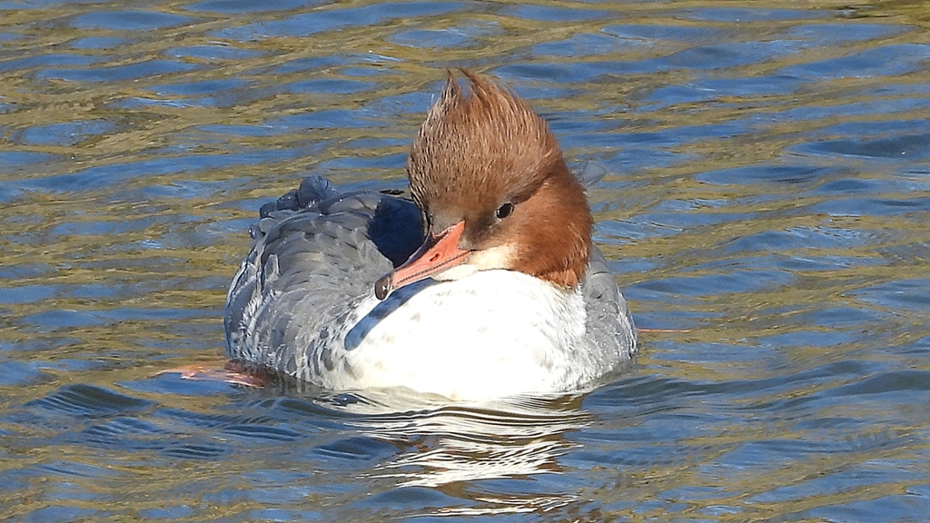 DSCN1549：カワアイサ（メス）