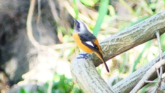 P2300552：ジョウビタキ（オス）