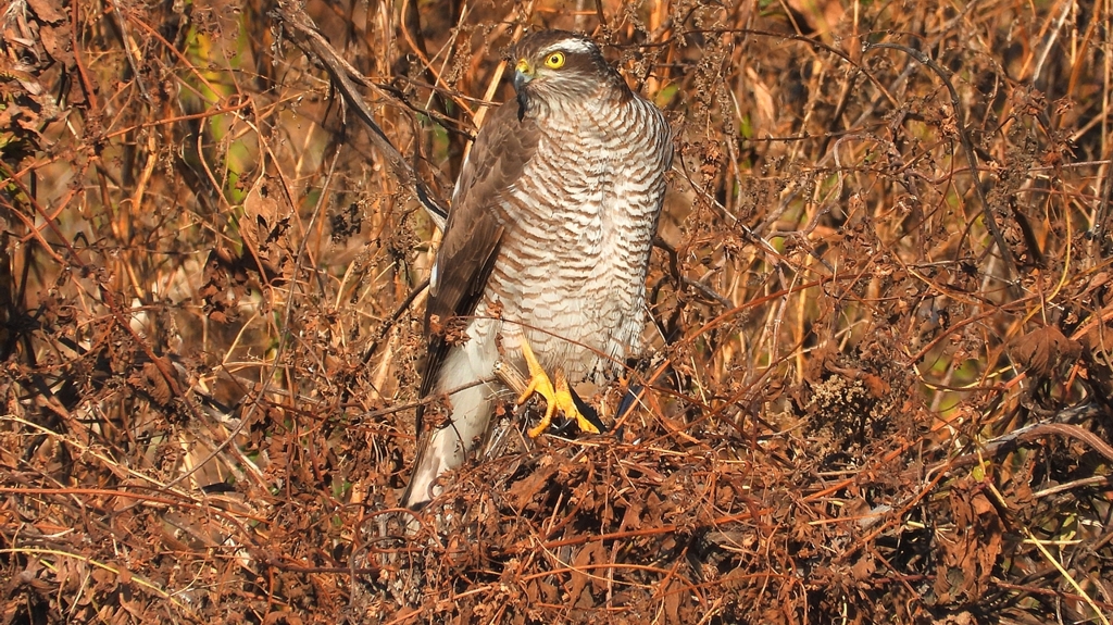 DSCN5513：ハイタカ