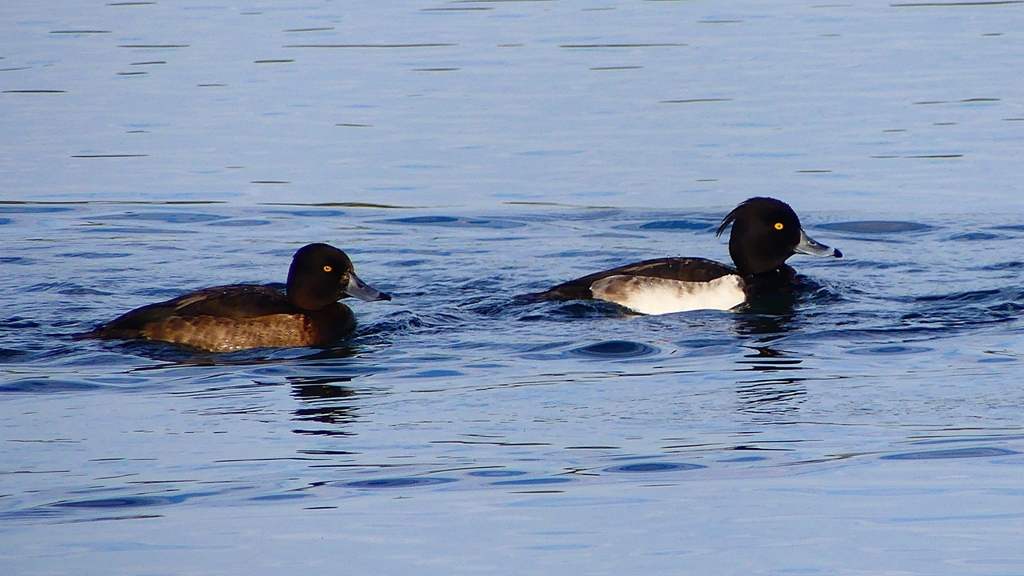 P2360548：キンクロハジロ