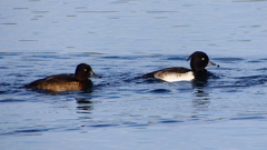 P2360548：キンクロハジロ