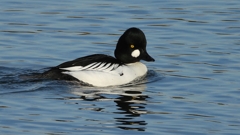 DSCN2546：ホオジロガモ（オス）