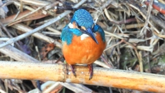 DSCN5149：カワセミ（オス）