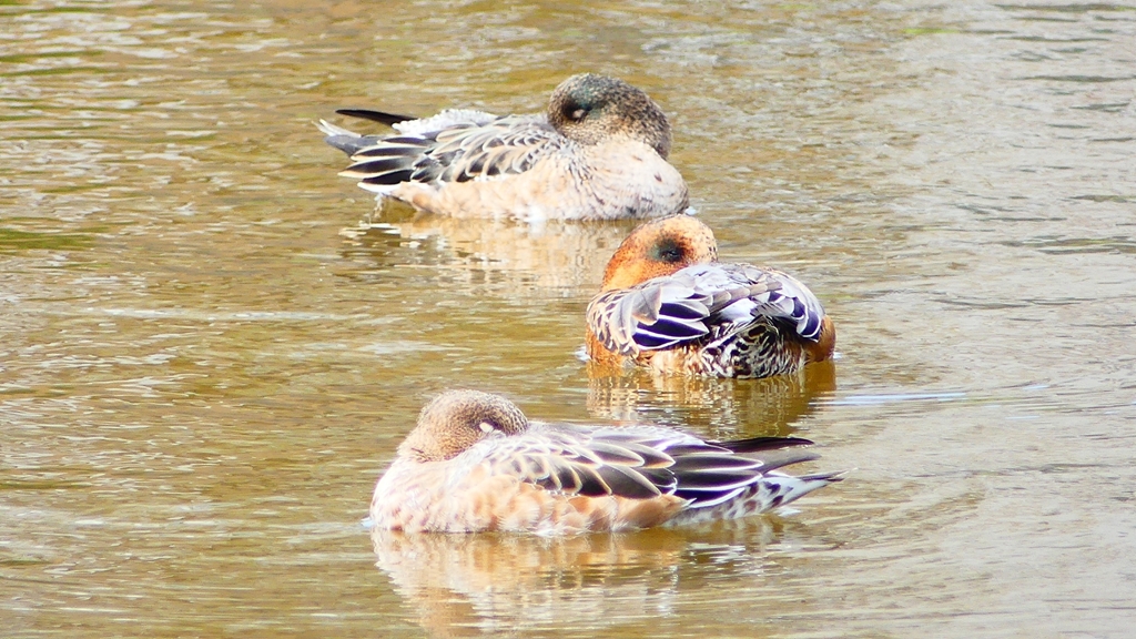 P2340211：ヒドリガモ