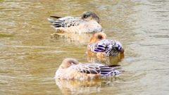 P2340211：ヒドリガモ