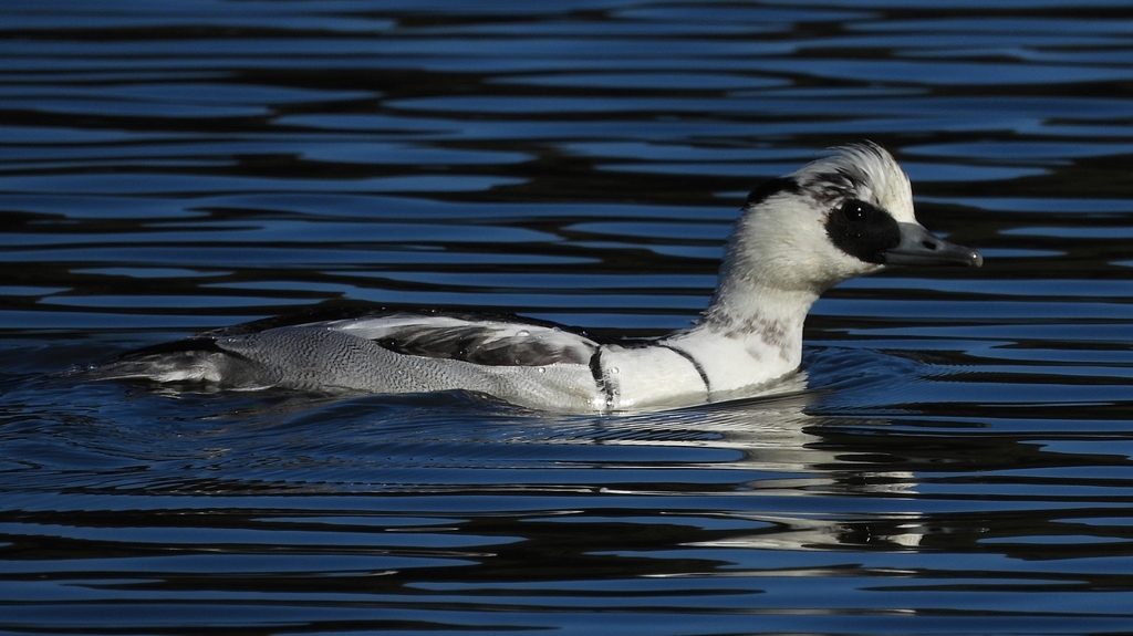 DSCN4901：ミコアイサ（オス）