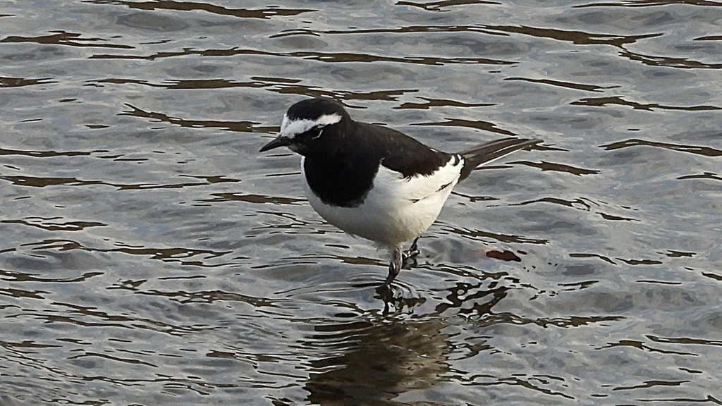 DSCN3540：セグロセキレイ