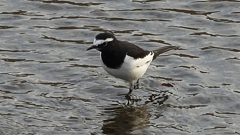 DSCN3540：セグロセキレイ