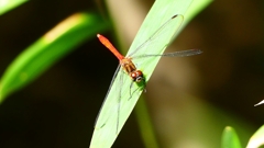P2250767：マユタテアカネ（オス）