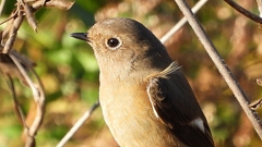 DSCN5459：ジョウビタキ（メス）