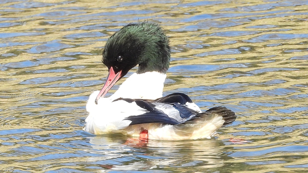 DSCN1865：カワアイサ（オス）