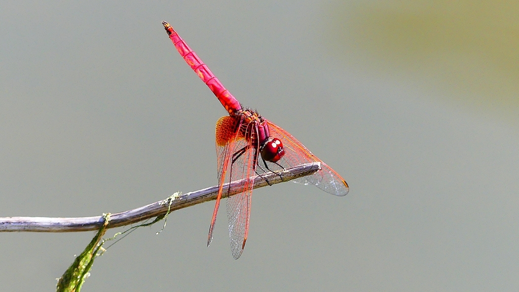 P2300658：ベニトンボ（オス）