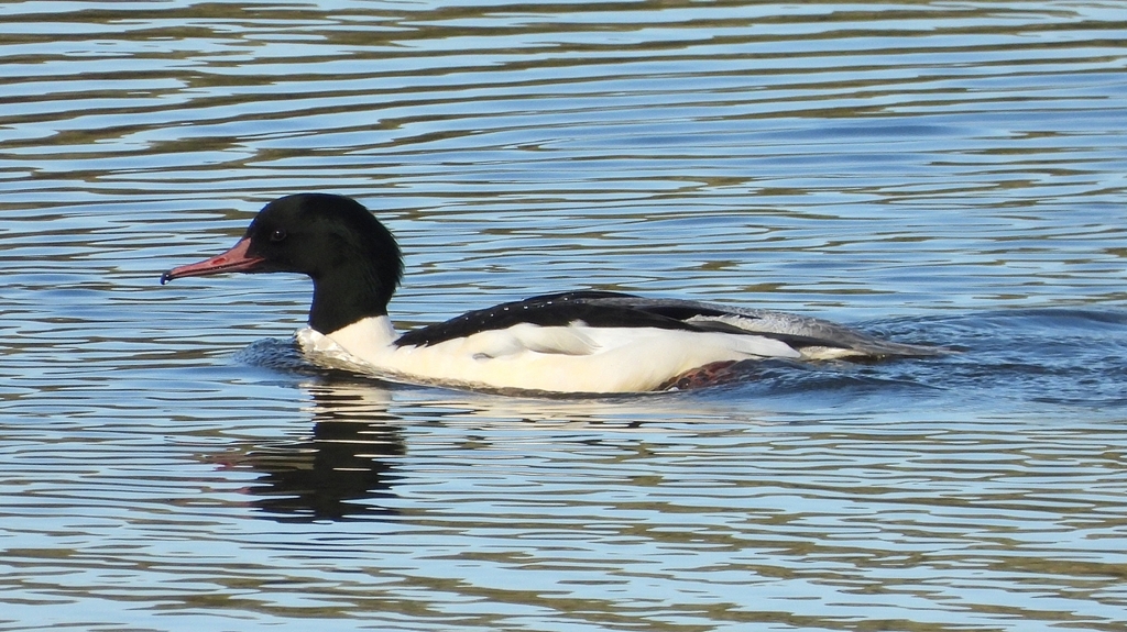 DSCN5366：カワアイサ（オス）