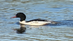 DSCN5366：カワアイサ（オス）