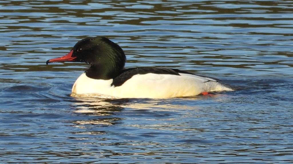 DSCN5346：カワアイサ（オス）