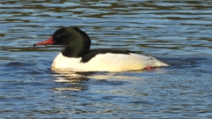 DSCN5346：カワアイサ（オス）