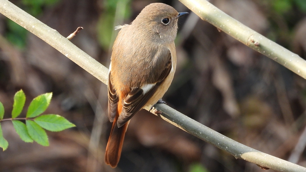 DSCN7649：ジョウビタキ（メス）