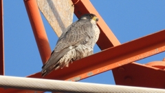 DSCN3767：ハヤブサ