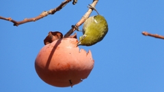 DSCN8702：メジロ