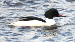 DSCN1818：カワアイサ（オス）