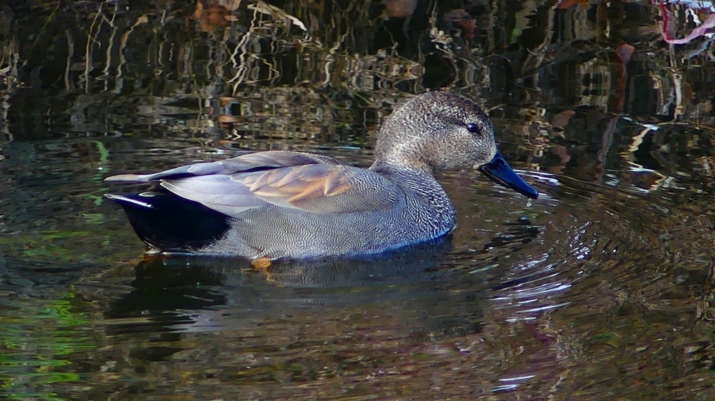 P2390569：オカヨシガモ（オス）
