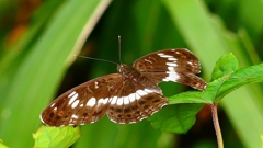 P2260300：アサマイチモンジ