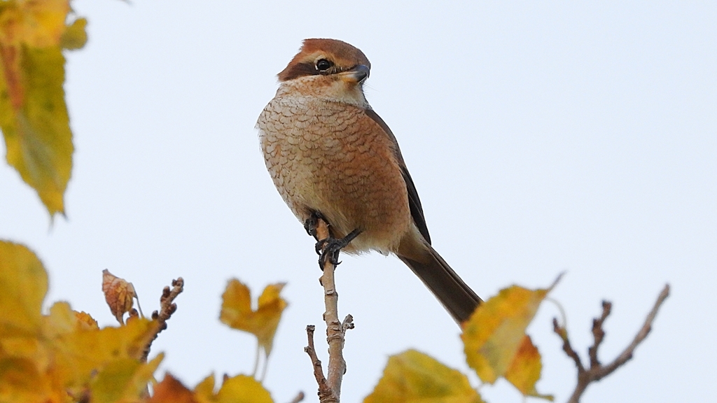 DSCN0699：モズ（メス）