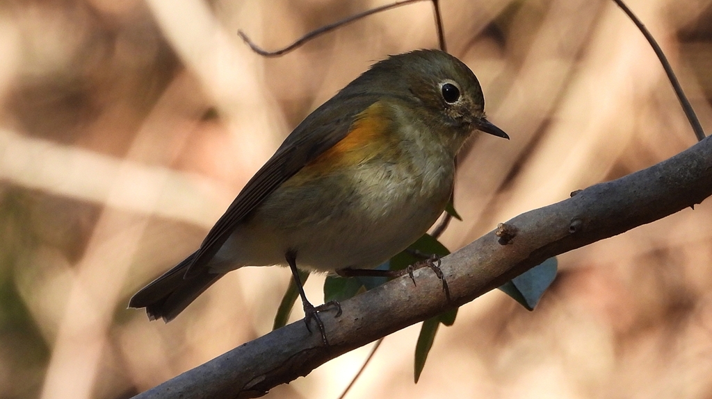 DSCN8085：ルリビタキ（メスタイプ）