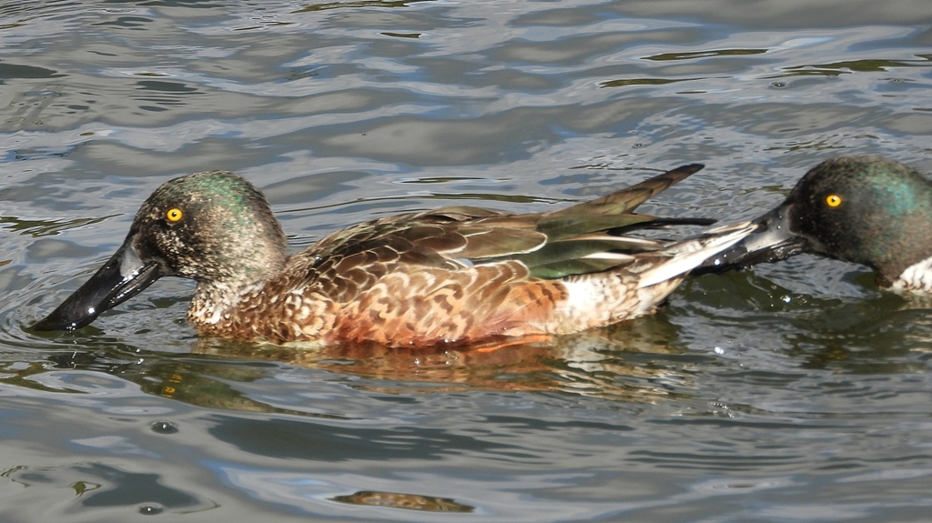 DSCN0232：ハシビロガモ