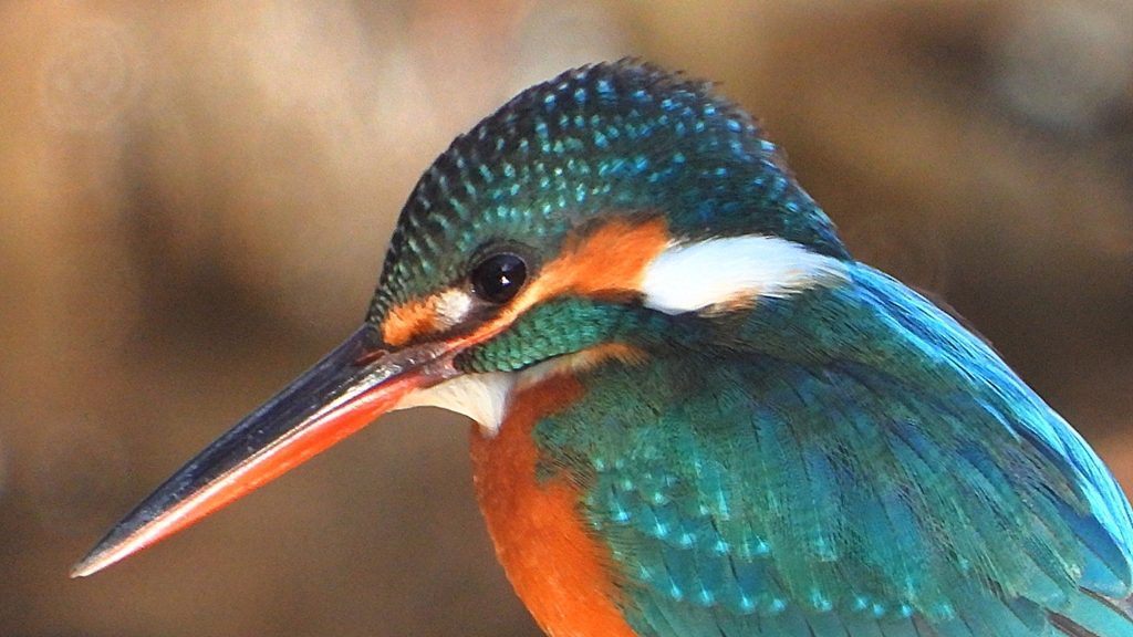 DSCN8931：カワセミ（メス）