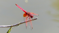 P2300665：ベニトンボ（オス）