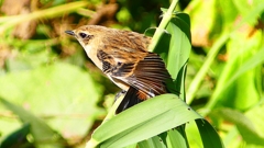 P2300324：ノビタキ