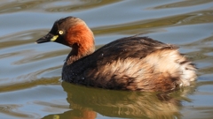 DSCN5017：カイツブリ