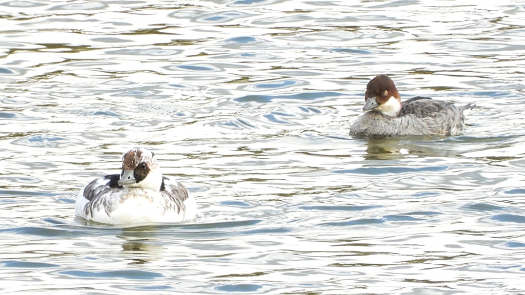 DSCN0381：ミコアイサ