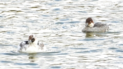 DSCN0381：ミコアイサ