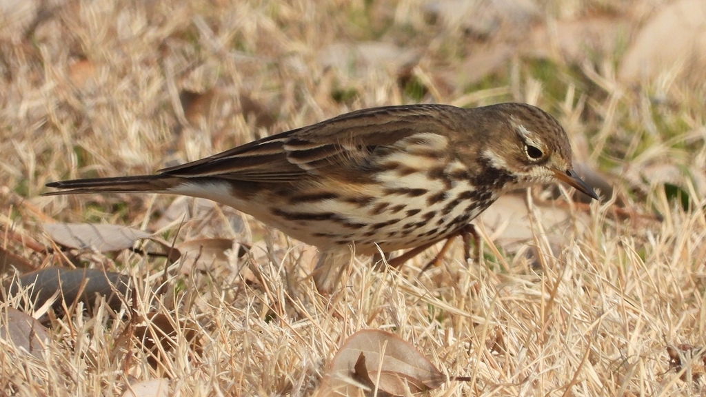 DSCN7593：タヒバリ