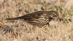 DSCN7593：タヒバリ