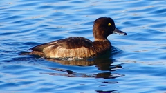 P2380315：キンクロハジロ（メス）