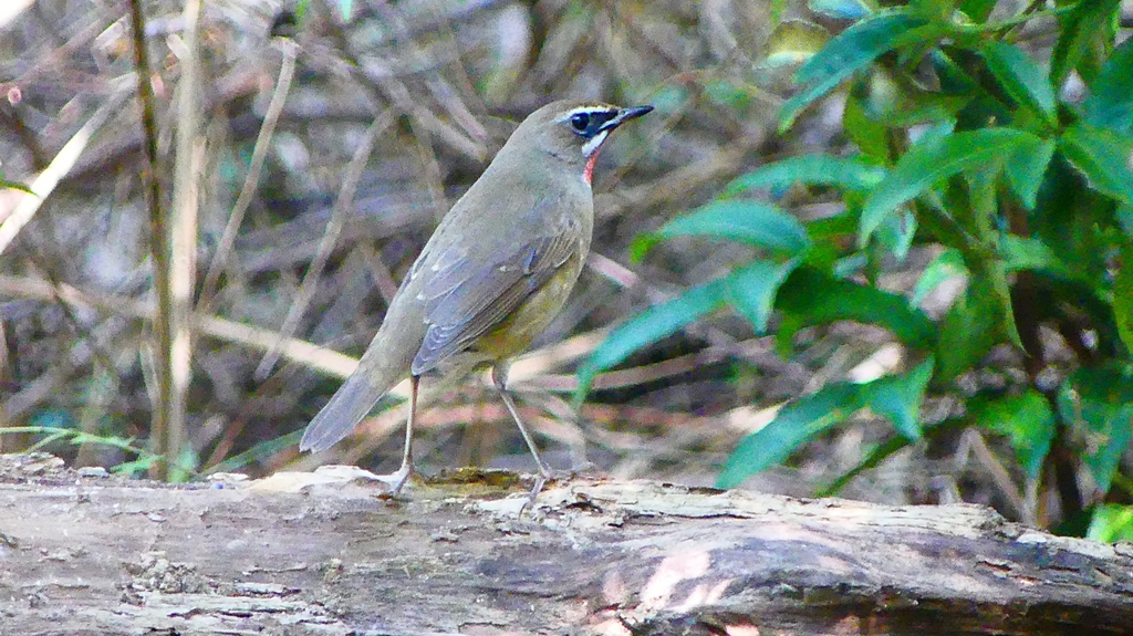 P2300868：ノゴマ（オス）