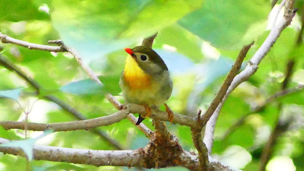 P2250666：ソウシチョウ