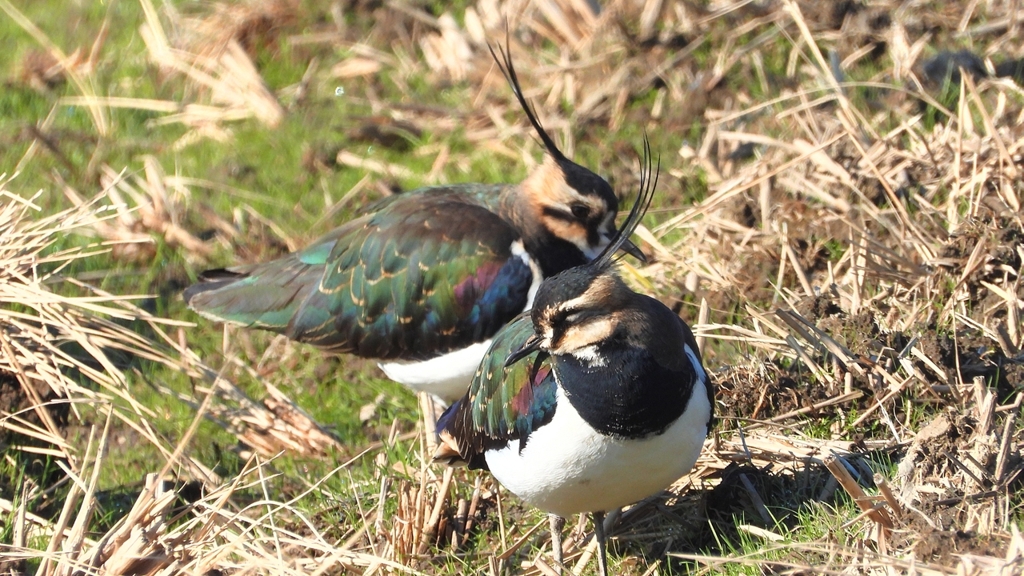 DSCN6672：タゲリ